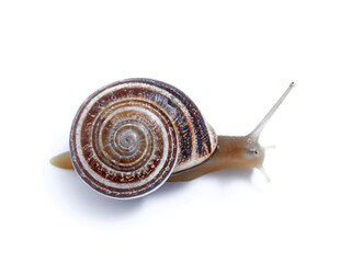 Land Milk Snail. Otala Lactea