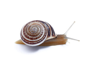 Land Milk Snail. Otala Lactea