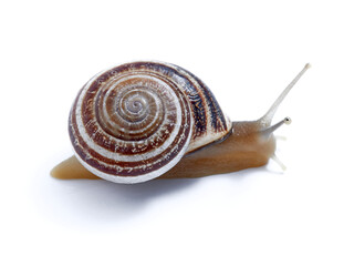 Land Milk Snail. Otala Lactea