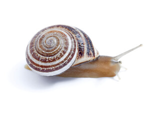 Land Milk Snail. Otala Lactea