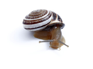 Land Milk Snail. Otala Lactea
