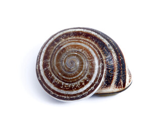 Land Milk Snail. Otala Lactea