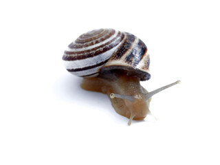 Land Milk Snail. Otala Lactea