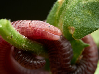 Iberian worm lizard. Blanus cinereus