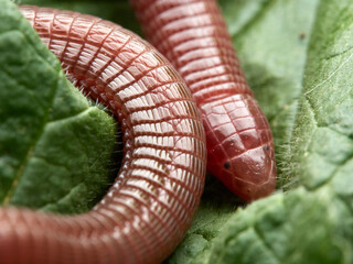 Iberian worm lizard. Blanus cinereus