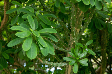 Fototapeta na wymiar Angola Pea. Congo Pea or Euphorbia neriifolia L.