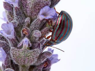 Chrysolina americana. Rosemary Beetle