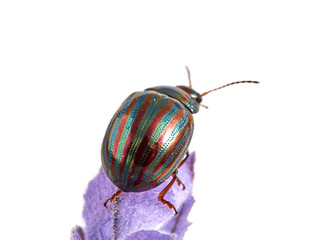 Chrysolina americana. Rosemary Beetle