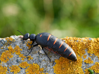Blister beetle. Berberomeloe majalis