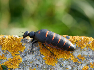 Blister beetle. Berberomeloe majalis