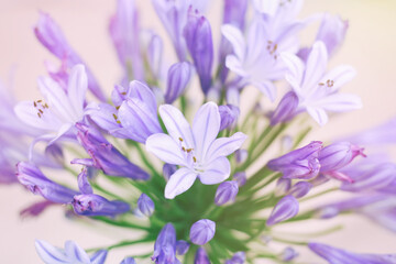 Obraz premium Agapanthus flowers