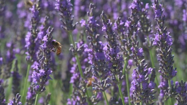 Lavanda