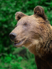 Obraz premium portrait of a wild bear against the background of a green forest