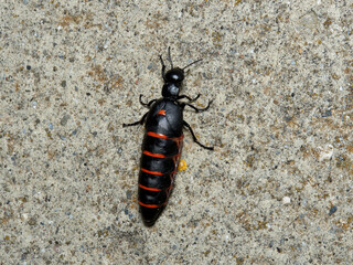 Blister beetle. Berberomeloe majalis