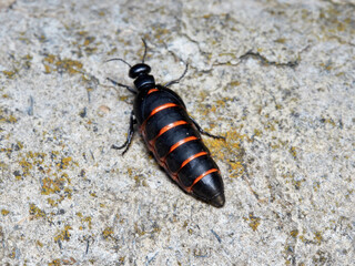 Obraz premium Blister beetle. Berberomeloe majalis