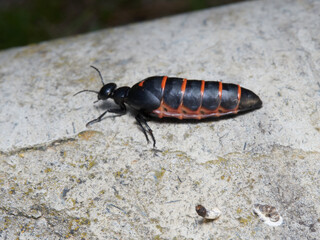 Blister beetle. Berberomeloe majalis