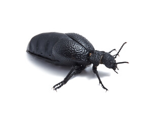 Blister beetle. Meloe tuccius