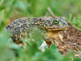 Natterjack Toad. Epidalea calamita.