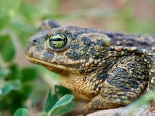 Natterjack Toad. Epidalea calamita.