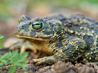 Natterjack Toad. Epidalea calamita.