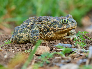 Natterjack Toad. Epidalea Calamita