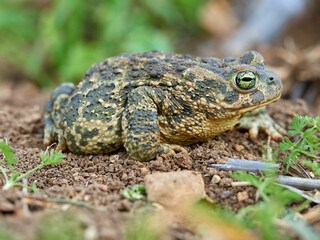 Natterjack Toad. Epidalea Calamita