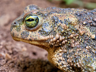 Natterjack Toad. Epidalea Calamita