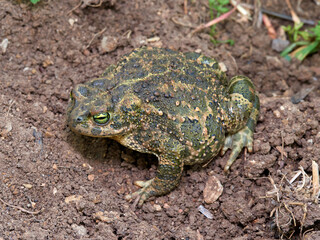 Natterjack Toad. Epidalea Calamita