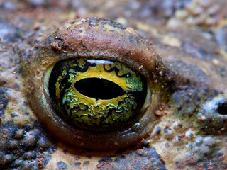 Natterjack Toad. Epidalea Calamita