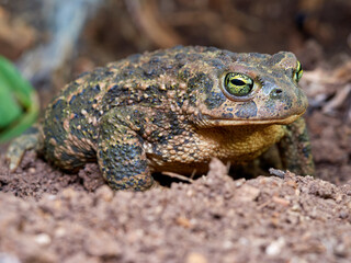 Natterjack Toad. Epidalea Calamita