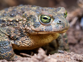 Natterjack Toad. Epidalea Calamita