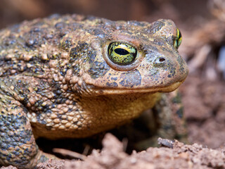 Natterjack Toad. Epidalea Calamita
