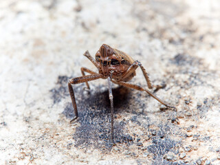 Bug. Order Hemiptera. Dictyopharidae family.