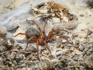 Land spider. Lycosoides coarctata