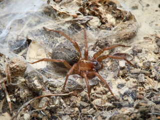 Land spider. Lycosoides coarctata