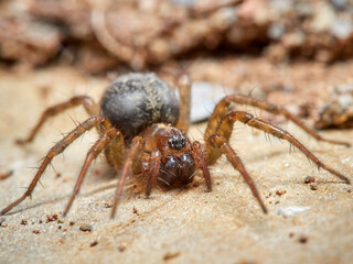 Land spider. Lycosoides coarctata