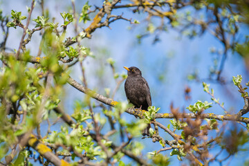 Common European Starling Bird or Sturnus vulgaris perched on branch of in a tree during spring time