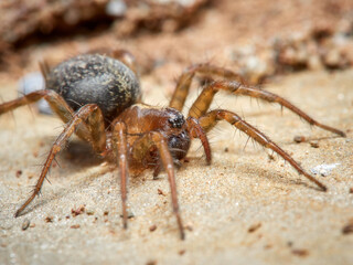 Land spider. Lycosoides coarctata
