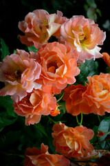 Blooming roses in the garden. Beautiful buds of a plant close-up. Delicate charm. Dew after real rain.