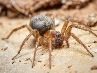 Land spider. Lycosoides coarctata