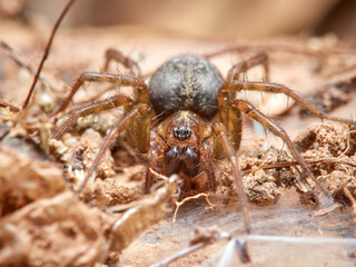 Land spider. Lycosoides coarctata