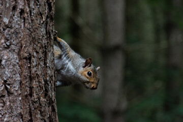 Squirrel hanging off side of a tree at sherwood forest