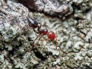 Crematogaster scutellaris. Mediterranean Acrobat Ant
