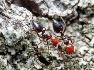 Crematogaster scutellaris. Mediterranean Acrobat Ant
