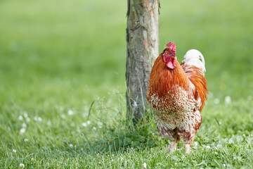 Fototapeta premium Red rooster in the grass