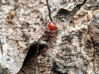 Crematogaster scutellaris. Mediterranean Acrobat Ant