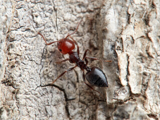 Crematogaster scutellaris. Mediterranean Acrobat Ant - obrazy, fototapety, plakaty