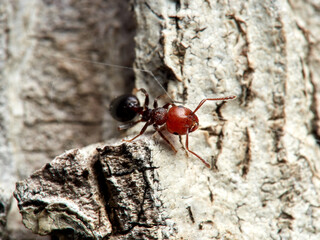 Crematogaster scutellaris. Mediterranean Acrobat Ant
