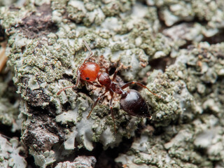 Crematogaster scutellaris. Mediterranean Acrobat Ant