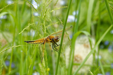 Four-spotted chaser  (Libellula quadrimaculata), also known as four-spotted skimmer.